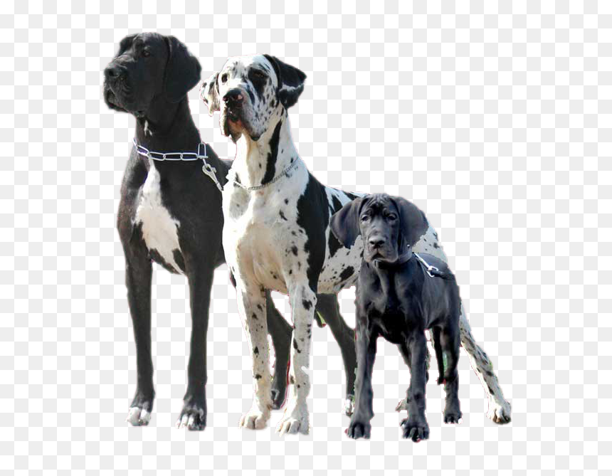 Great Dane Png Page - Egyptian Great Dane, Transparent Png - great dane png