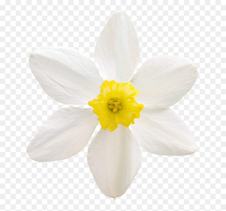 Vegetation Daffodil - Rain Lily, HD Png Download - calla lily png
