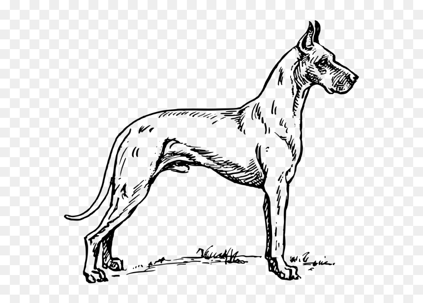 Great Dane Png Icons - Outline Of Great Dane, Transparent Png - great dane png