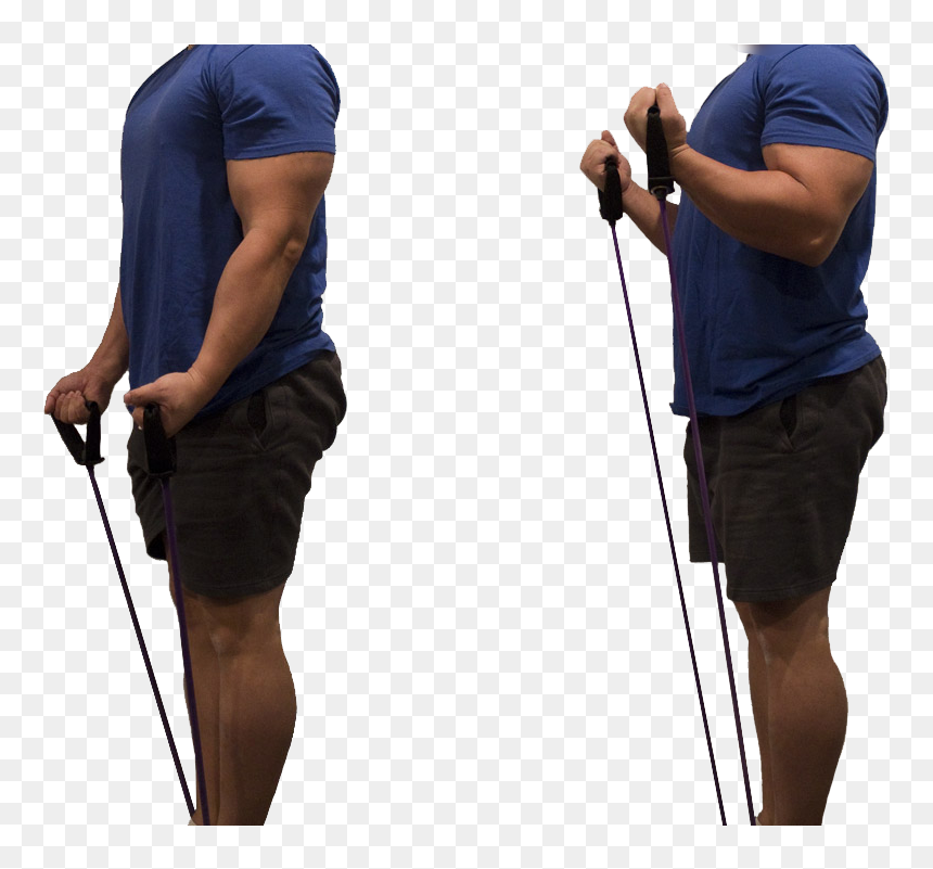 Standing Bicep Curls Standing Bicep Girls Forces You - Standing, HD Png Download - bicep png