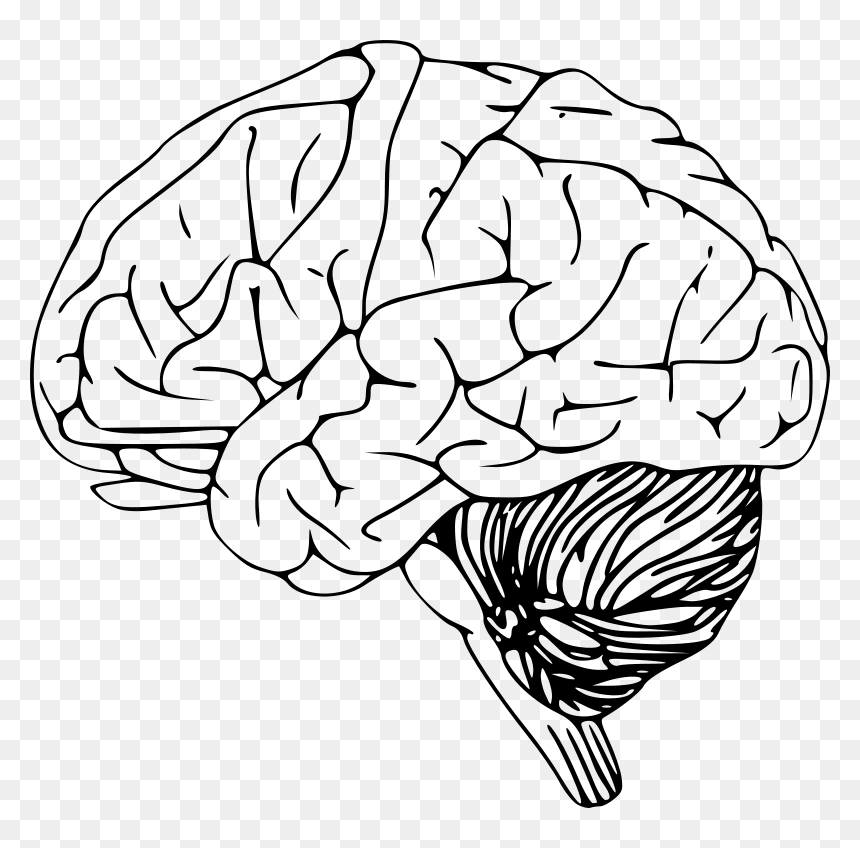 Drawing At Getdrawings Com - Black And White Clipart Brain, HD Png Download - creative brain png