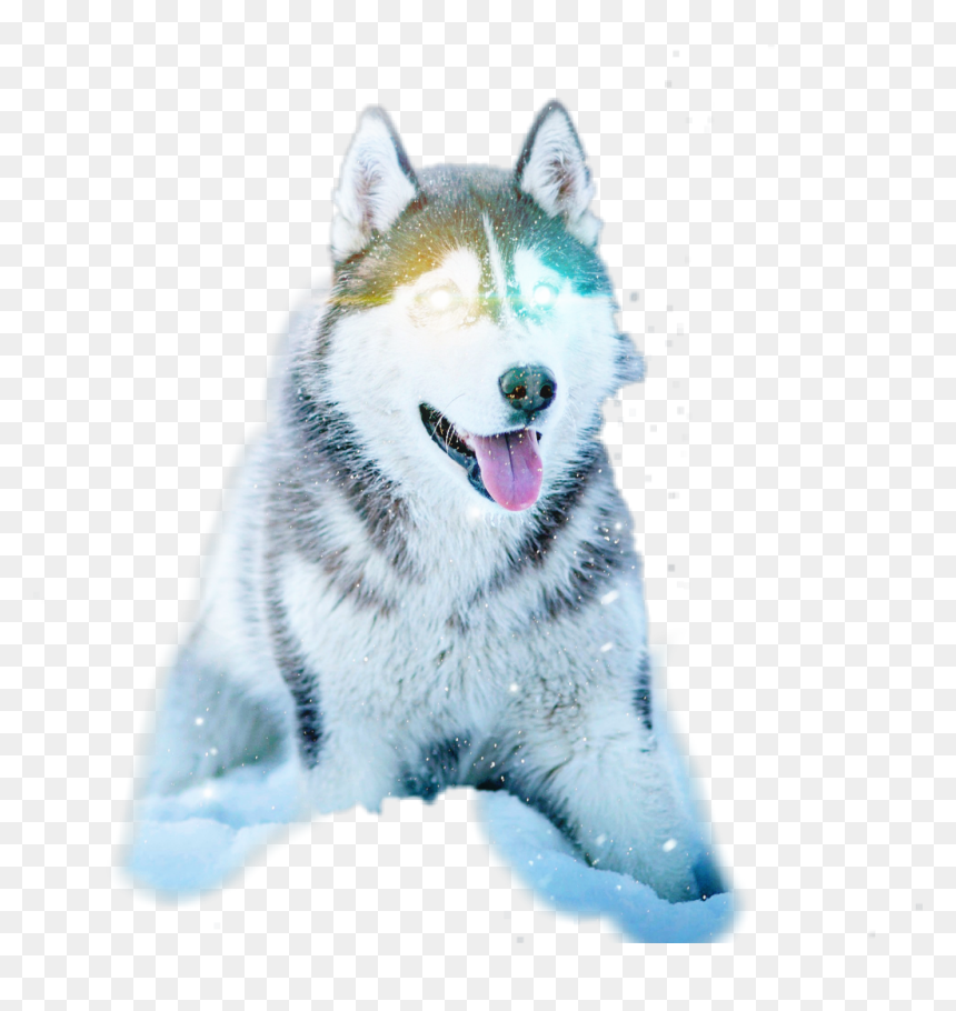 Husky Dog , Png Download - Husky Dog, Transparent Png - icarly png