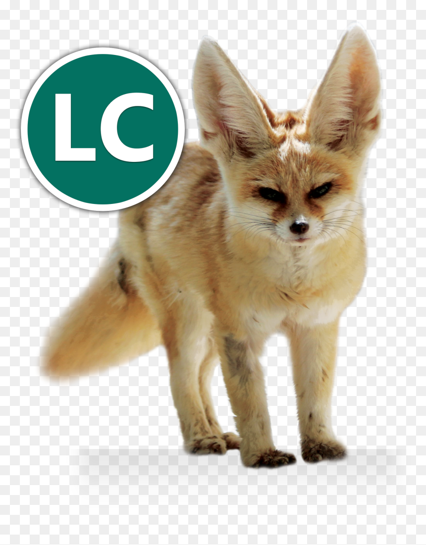 Fennec Fox Icon Conservation - Zorro Fennec, HD Png Download - fennec fox png