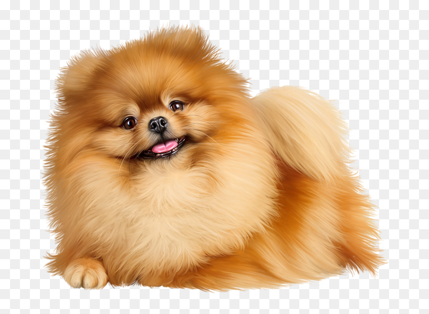 Pomeranian Png , Png Download - Pomeranian Png, Transparent Png - pomeranian png