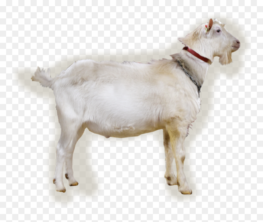 Nl/abc/upload/bokfoto1 Benjamin, HD Png Download - young bucks png