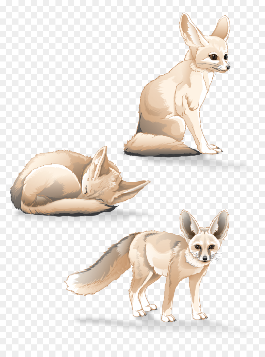 Fennec Fox Study - Fennec Fox, HD Png Download - fennec fox png