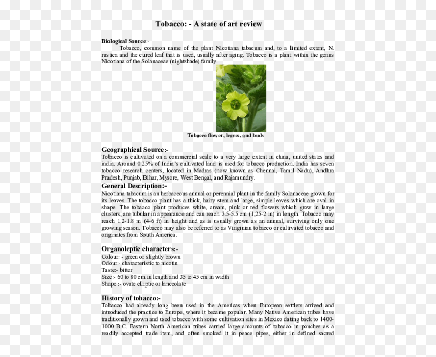 Biological Source Of Tobacco, HD Png Download - tobacco leaf png