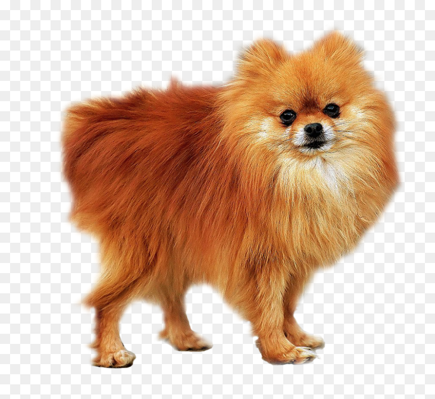 Pomeranian , Png Download - Small Dog In Home, Transparent Png - pomeranian png