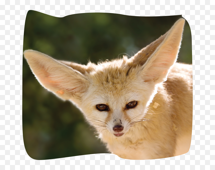 Flora And Fauna Of Mauritania , Png Download - Fennec Fox, Transparent Png - fennec fox png