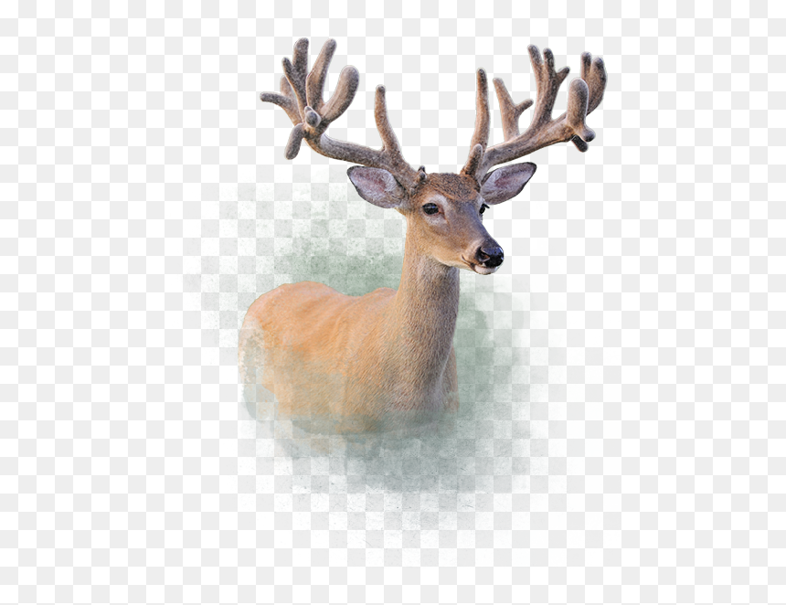 Deer - Elk, HD Png Download - whitetail deer png