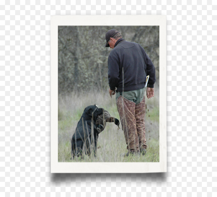 German Shepherd Dog, HD Png Download - duck hunt dog png