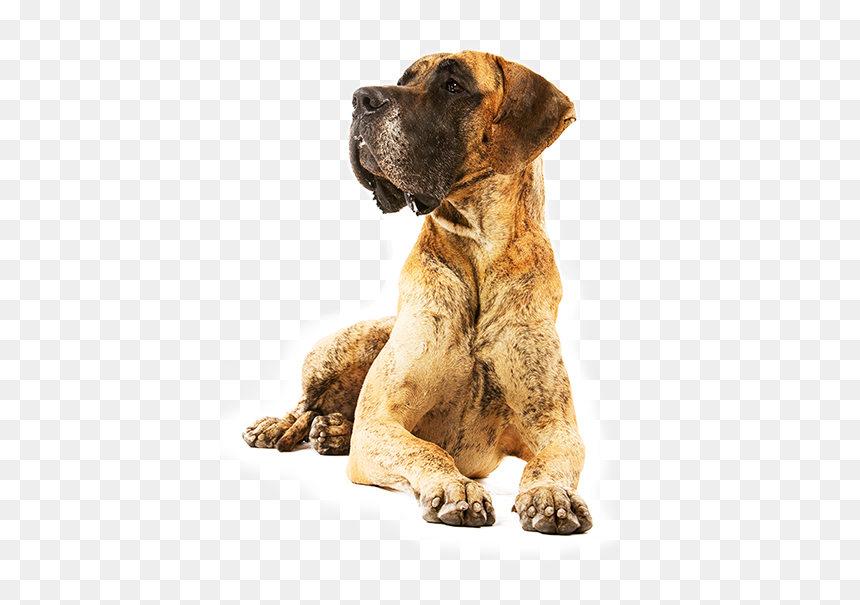 Royal Canin, HD Png Download - great dane png