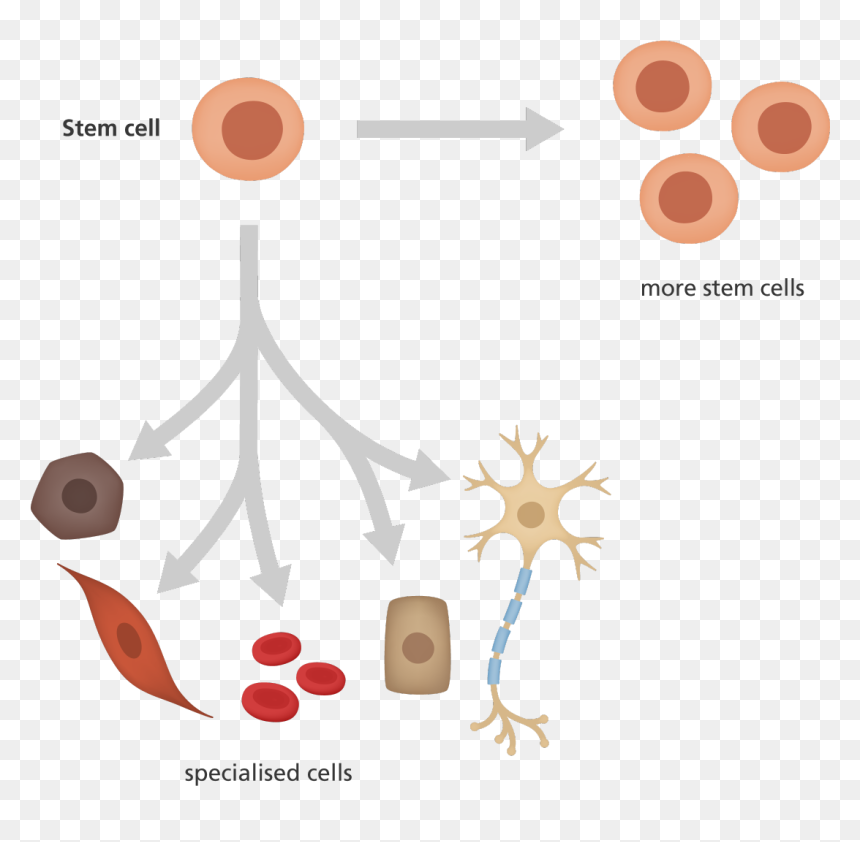 What Is A Stem Cell - Induced Pluripotent Stem Cells Png, Transparent Png - hell in a cell png