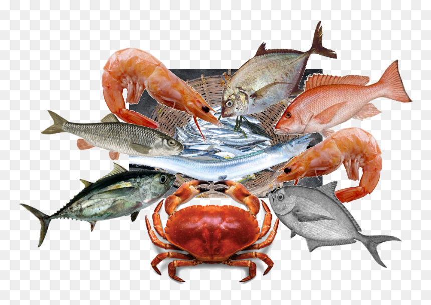 Chesapeake Blue Crab , Png Download - Shrimp Paste, Transparent Png - blue crab png