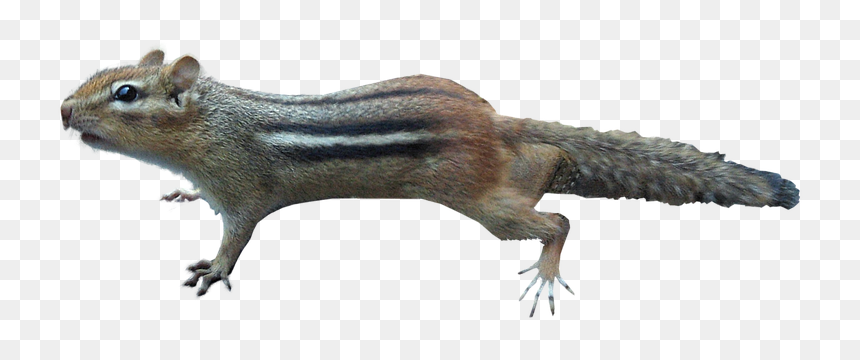 Бурундук Png, Transparent Png - chipmunk png