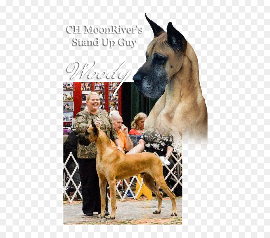 Ch Moonriver"s Stand Up Guy - Great Dane, HD Png Download - great dane png