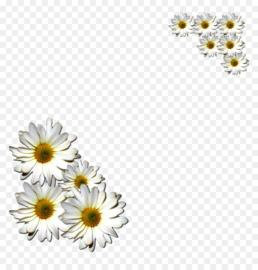 Margaritas Flowers Png , Png Download - Common Daisy, Transparent Png - margaritas png