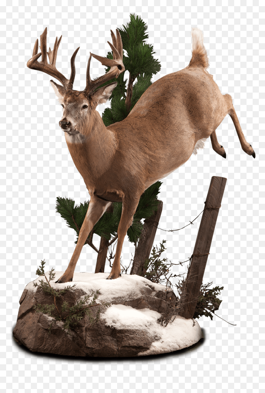 Jumping Whitetail Deer Mount - Elk, HD Png Download - whitetail deer png