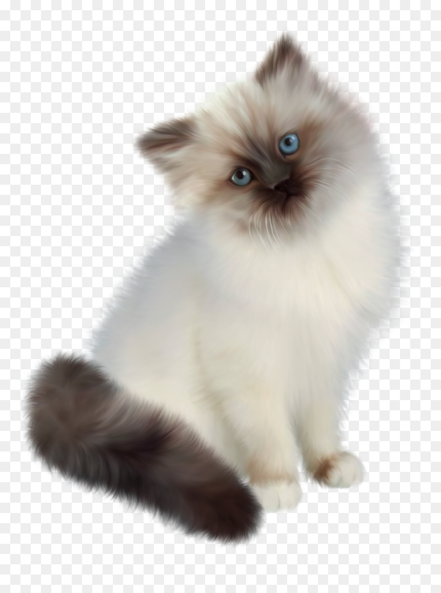 Persian Ragdoll Siamese Cat, HD Png Download - cute kitten png