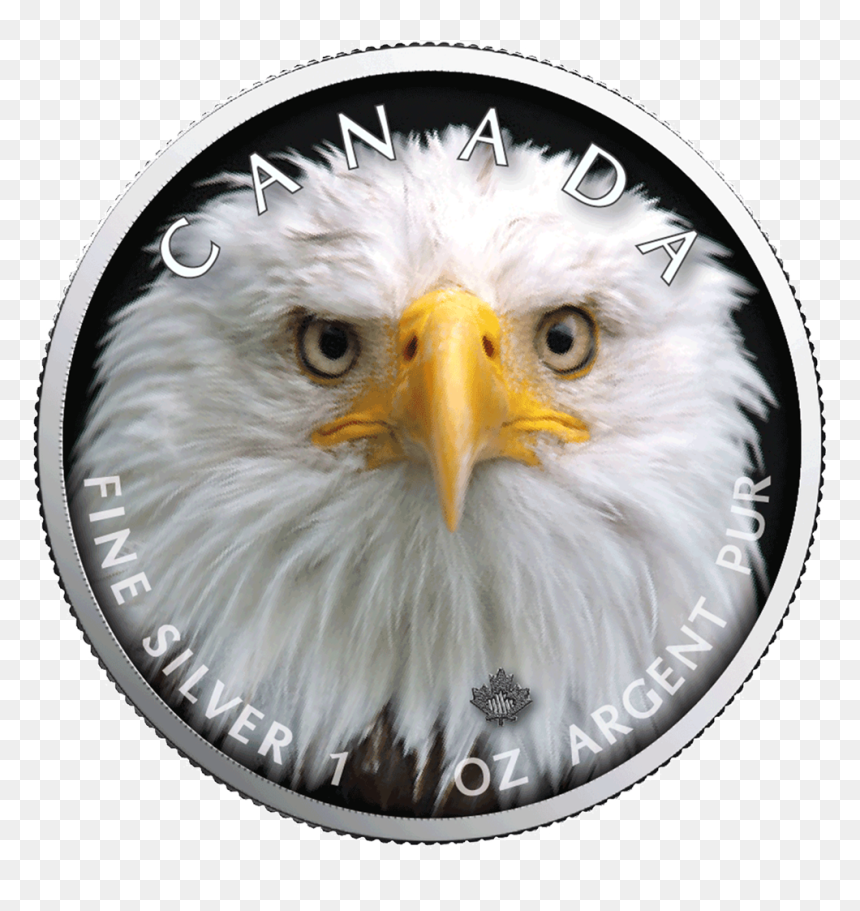 Ibca201958 1 - Bald Eagle, HD Png Download - bald eagle head png