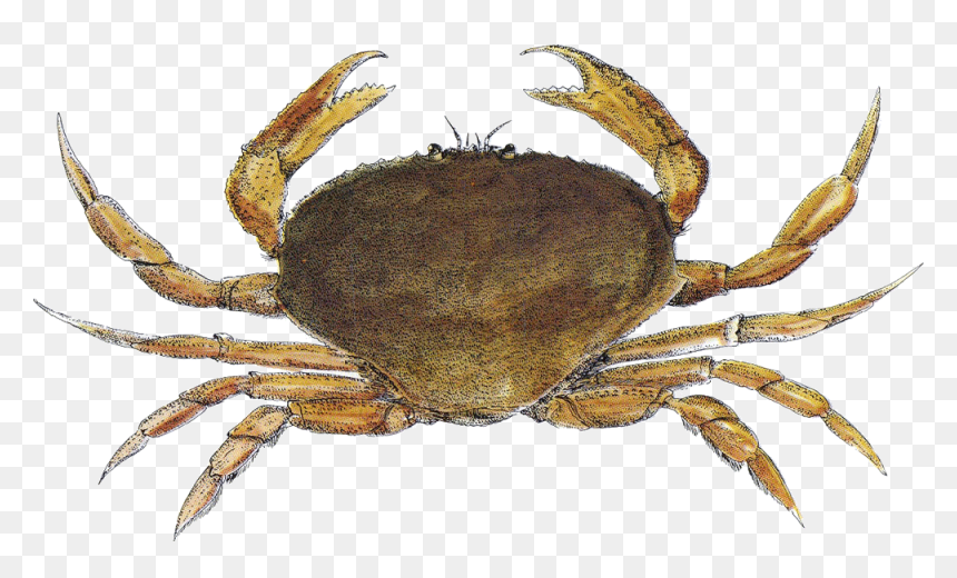 Crab Santa Monica Seafood Seafood Guide - Dungeness Crab, HD Png Download - blue crab png