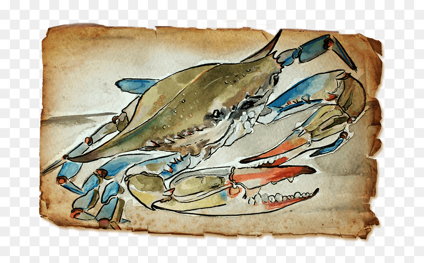 Chesapeake Blue Crab, HD Png Download - blue crab png