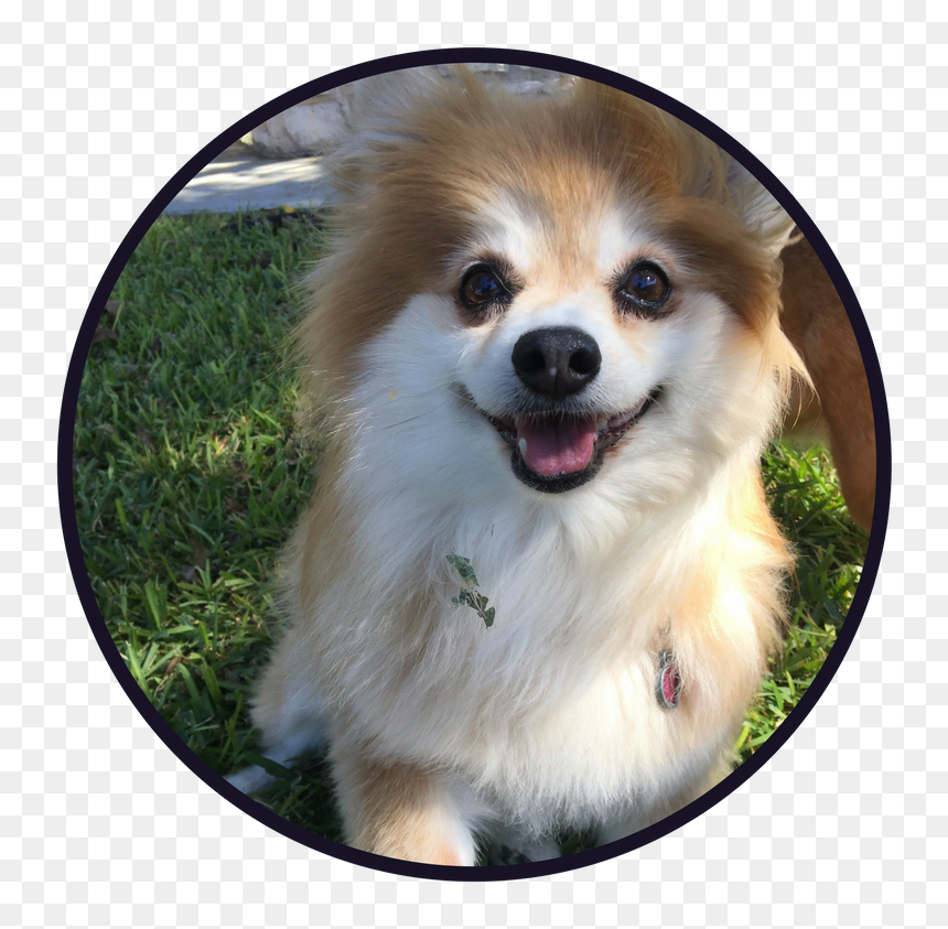 Services And Rates - Pomeranian, HD Png Download - pomeranian png