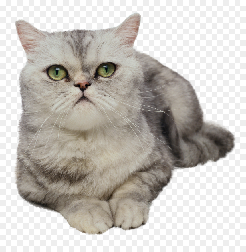 Cat Png - Cats, Transparent Png - cat nose png