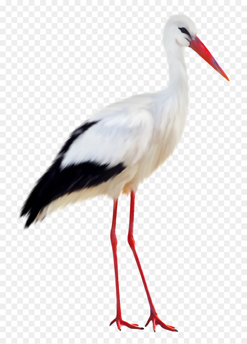 Stork Png, Transparent Png - stork png