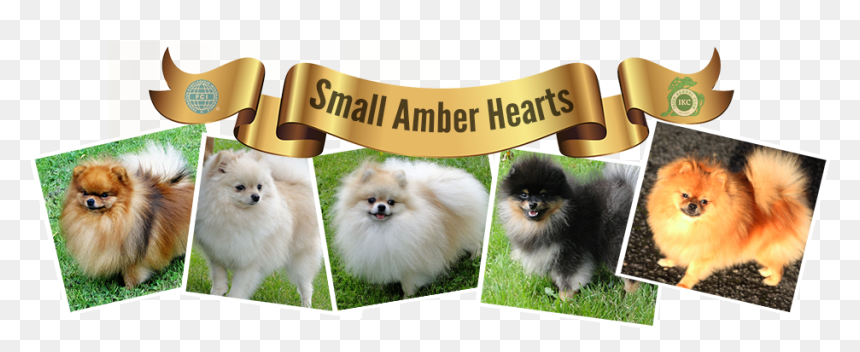 Pomeranian , Png Download - Pomeranian, Transparent Png - pomeranian png