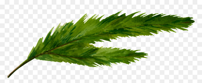 Un Green Split Leaf Png Transparente - Cannabis, Png Download - cannabis leaf png