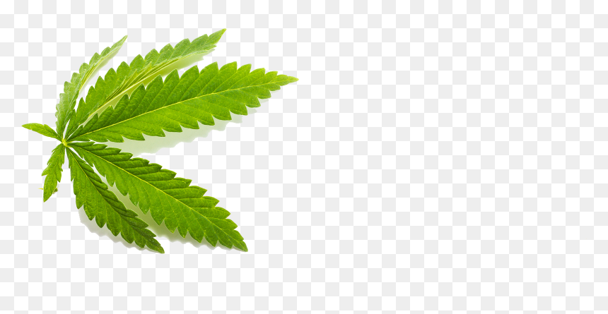 Transparent Cbd Leaf, HD Png Download - cannabis leaf png