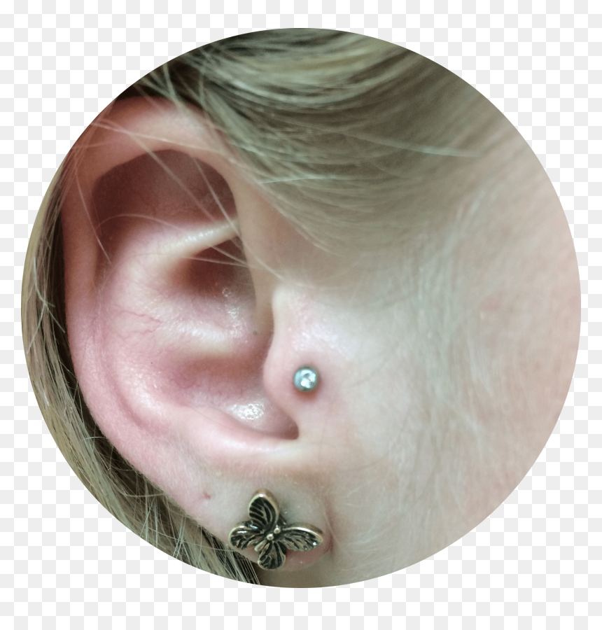 Tragus - Earrings, HD Png Download - eyebrow piercing png