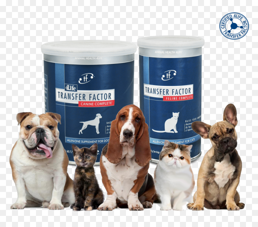 Thank You Dog And Cat , Png Download - Groups Of Cats And Dogs, Transparent Png - perro png