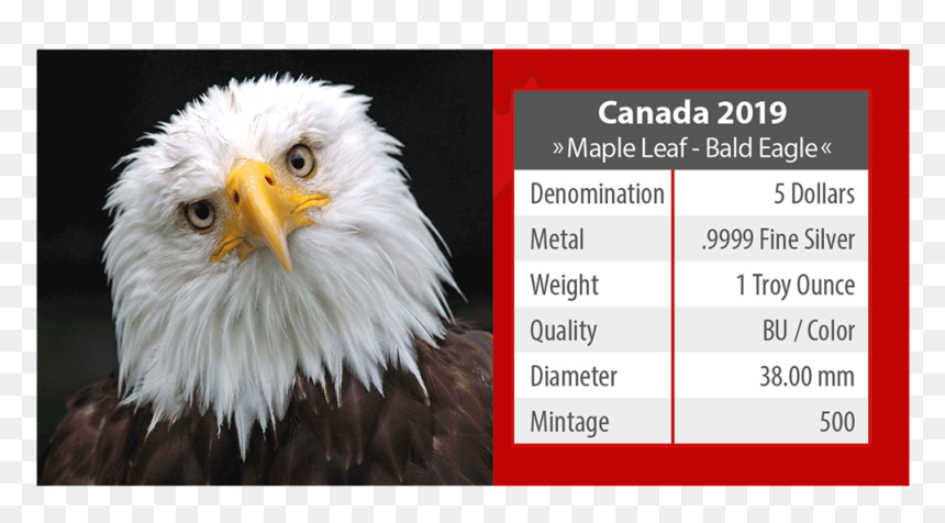 Ibca201958 5 - Funny Eagle Face, HD Png Download - bald eagle head png