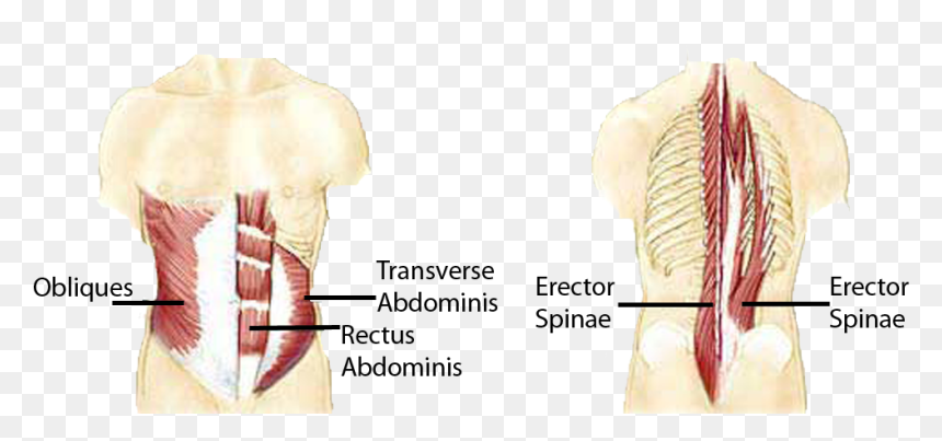 Anatomical Muscle Psrinting Png Banner Freeuse - Core Muscle Groups, Transparent Png - muscles png