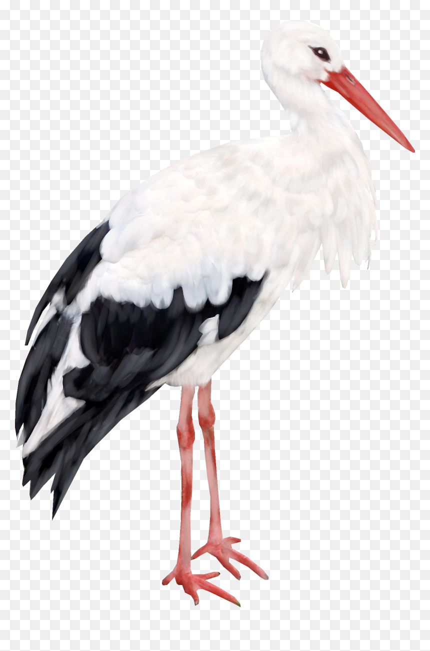 Stork Png Download Image - Журавель Png, Transparent Png - stork png
