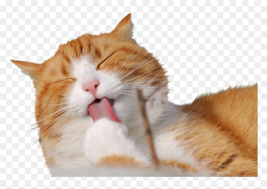 วอลเปเปอร์ โน๊ ต บุ๊ค, HD Png Download - cat nose png
