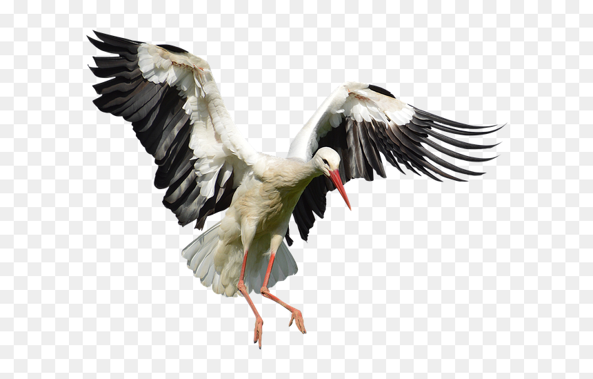 Stork Png Image With Transparent Background - Stork Transparent Background, Png Download - stork png