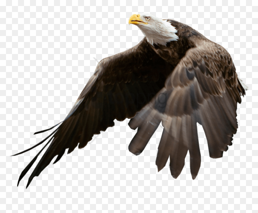 Bald Eagle Blank Background Png Image With Transparent - Bald Eagle Blank Background, Png Download - bald eagle head png