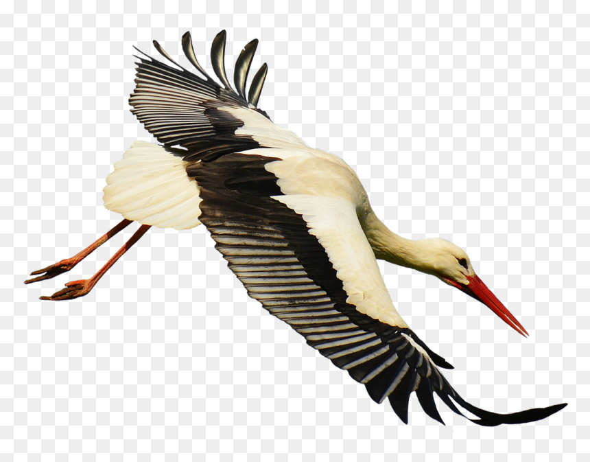 Crane Clipart Stork Bird - Stork Transparent, HD Png Download - stork png
