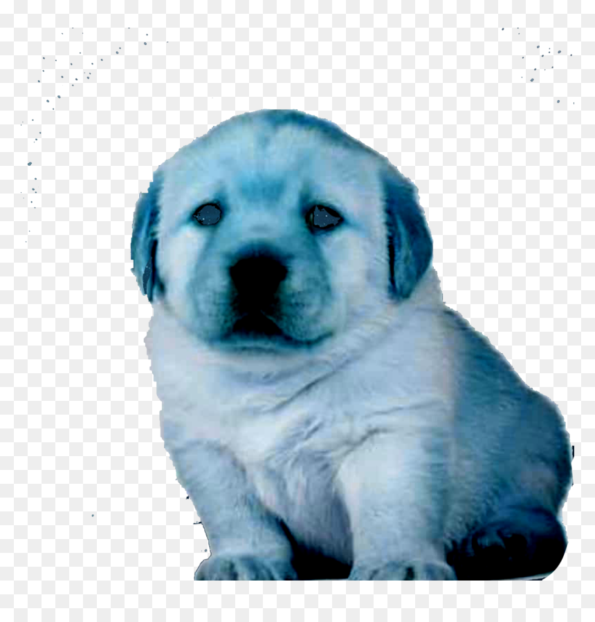 Labrador Retriever, HD Png Download - perro png