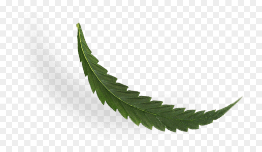 Cbd Leaf - Fern, HD Png Download - cannabis leaf png