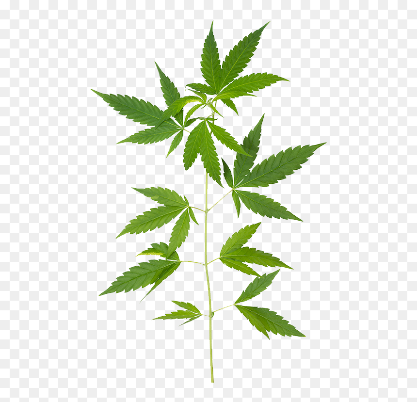 Green Compass Cbd, HD Png Download - cannabis leaf png