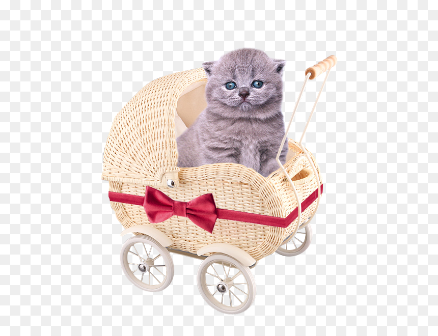 Cute Kittens Free Png - Kitten, Transparent Png - cute kitten png