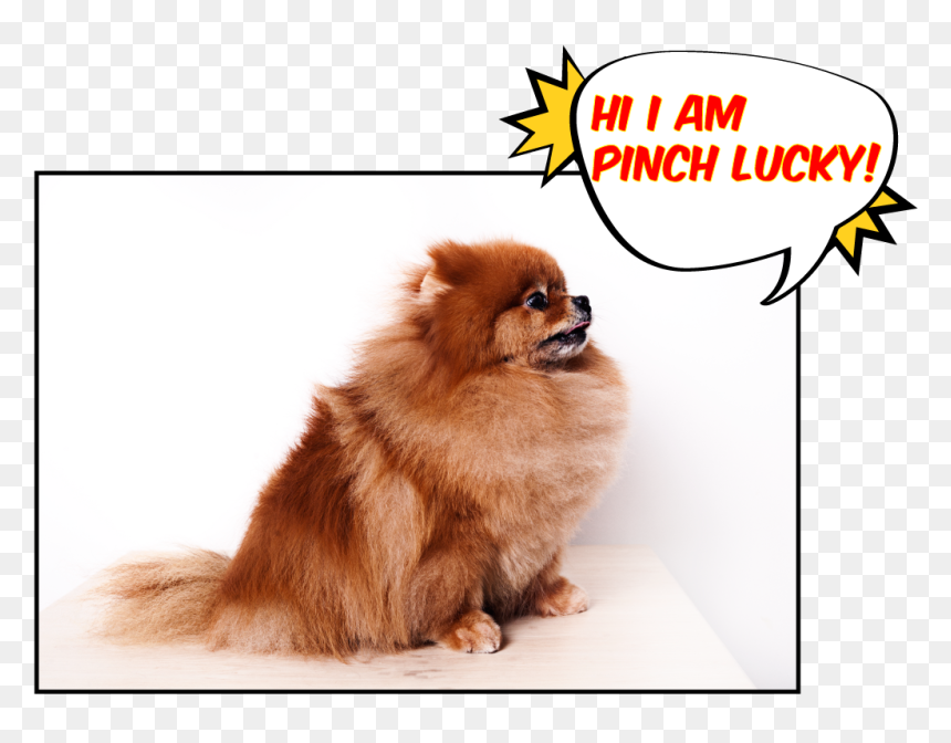 Pomeranian , Png Download - Pomeranian, Transparent Png - pomeranian png