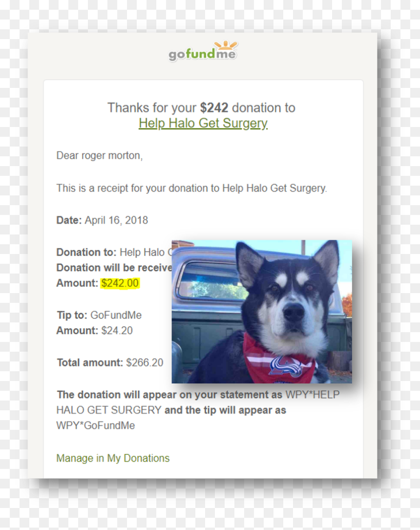 Companion Dog, HD Png Download - gofundme png