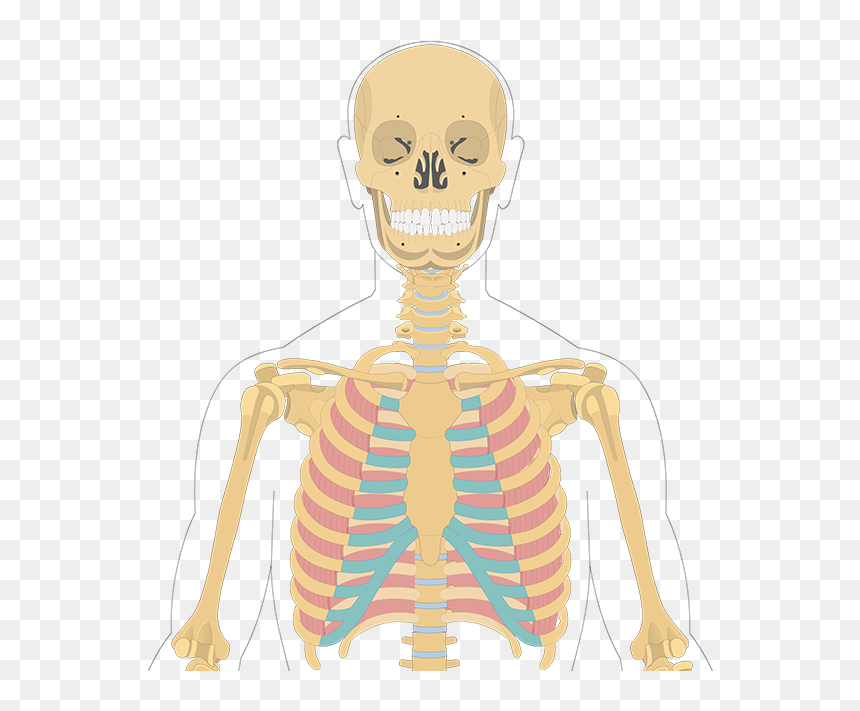 Illustration, HD Png Download - muscles png