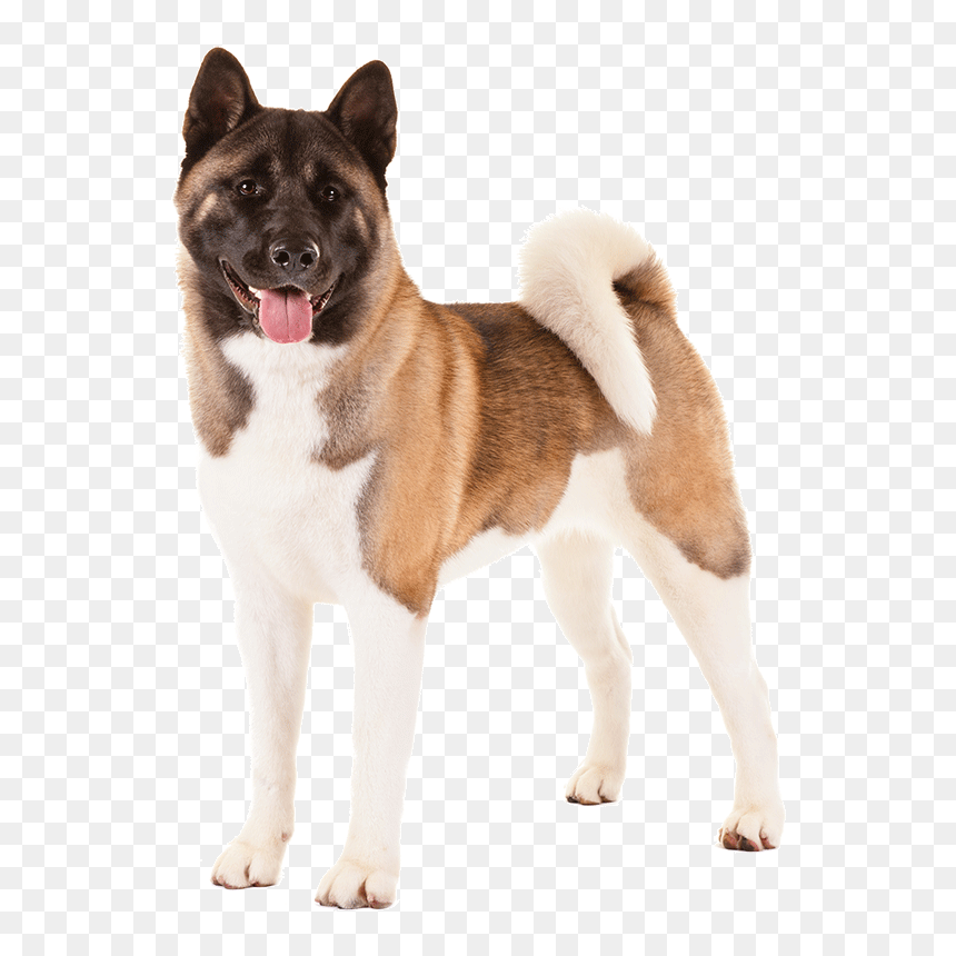 Perro Animales - Akita Dog Png, Transparent Png - perro png