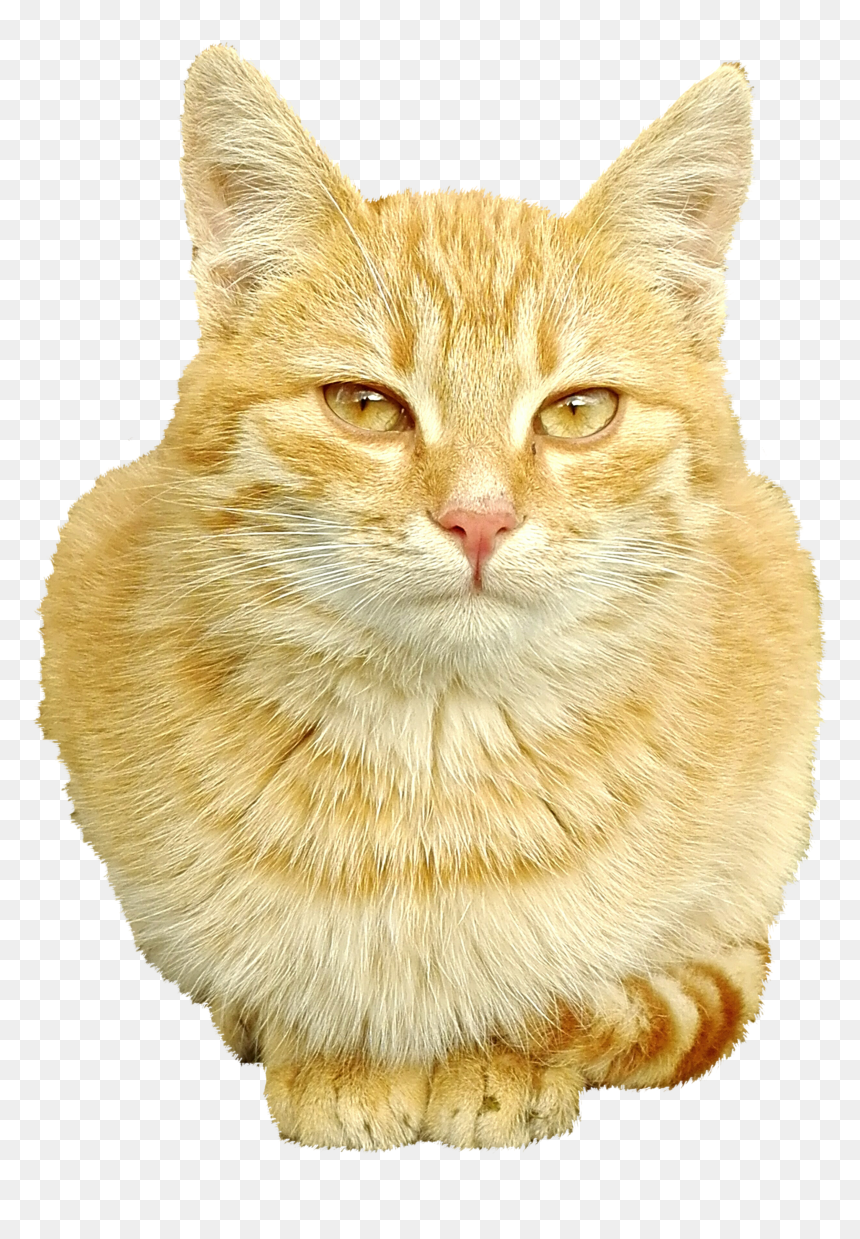 Domestic Short-haired Cat, HD Png Download - cat nose png